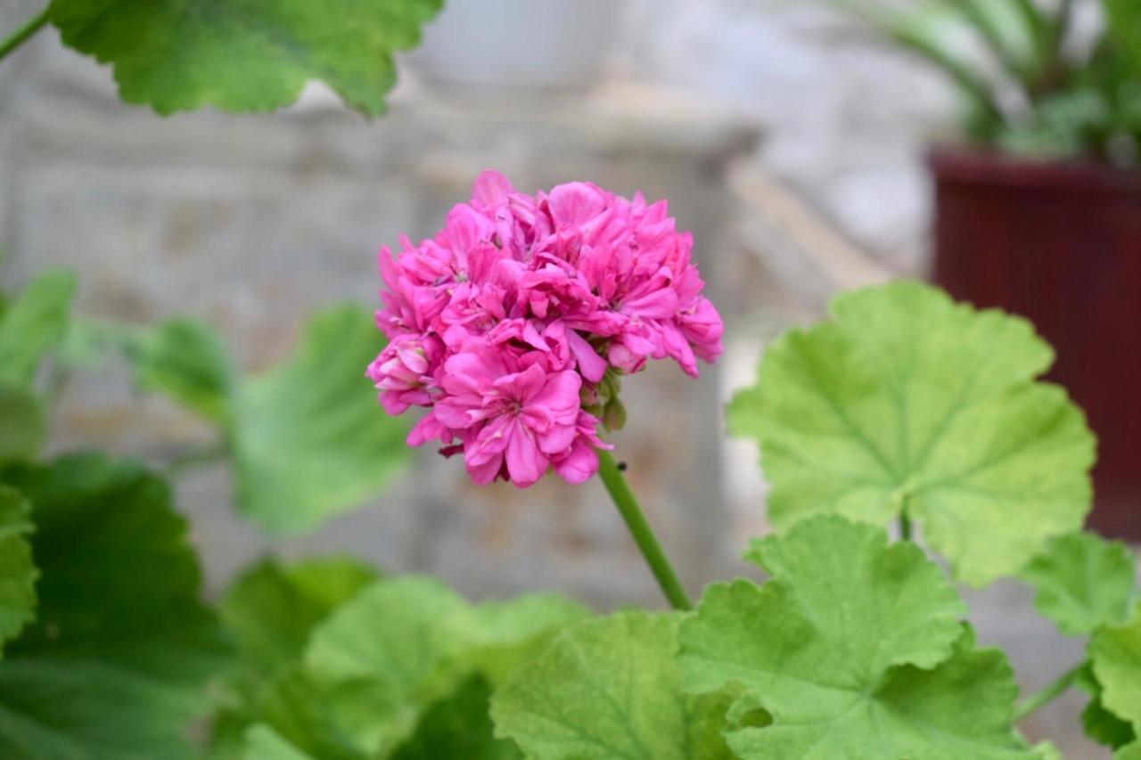 Tzavelitiko Home 希马拉 外观 照片